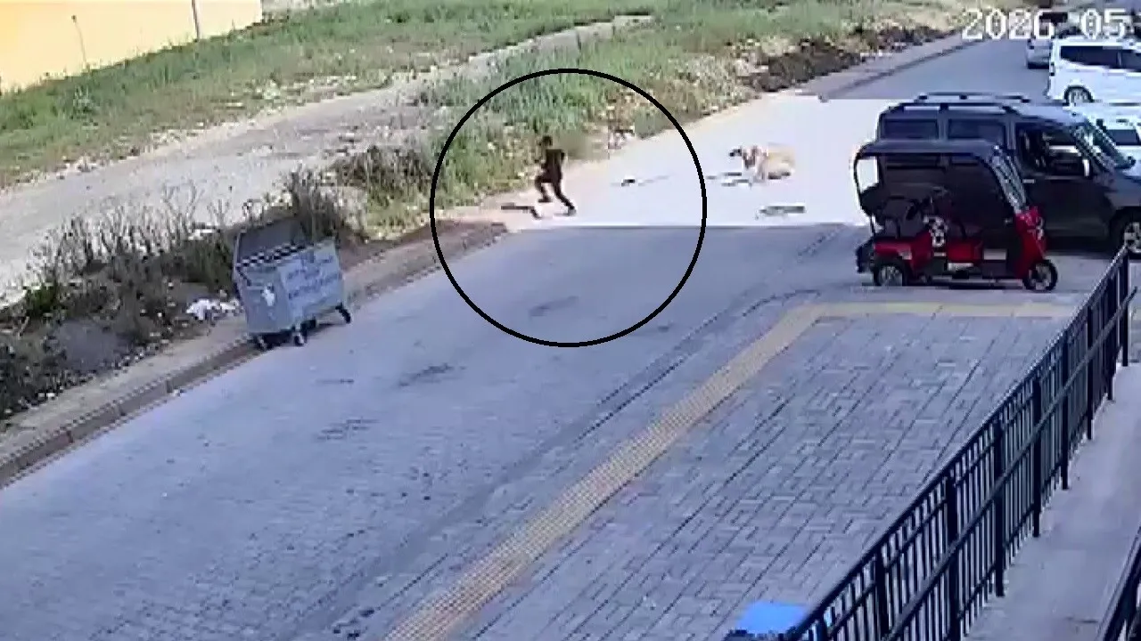 Hatay'da dehşet! Köpeklerin saldırdığı 7 yaşındaki çocuğun panik anları kamerada