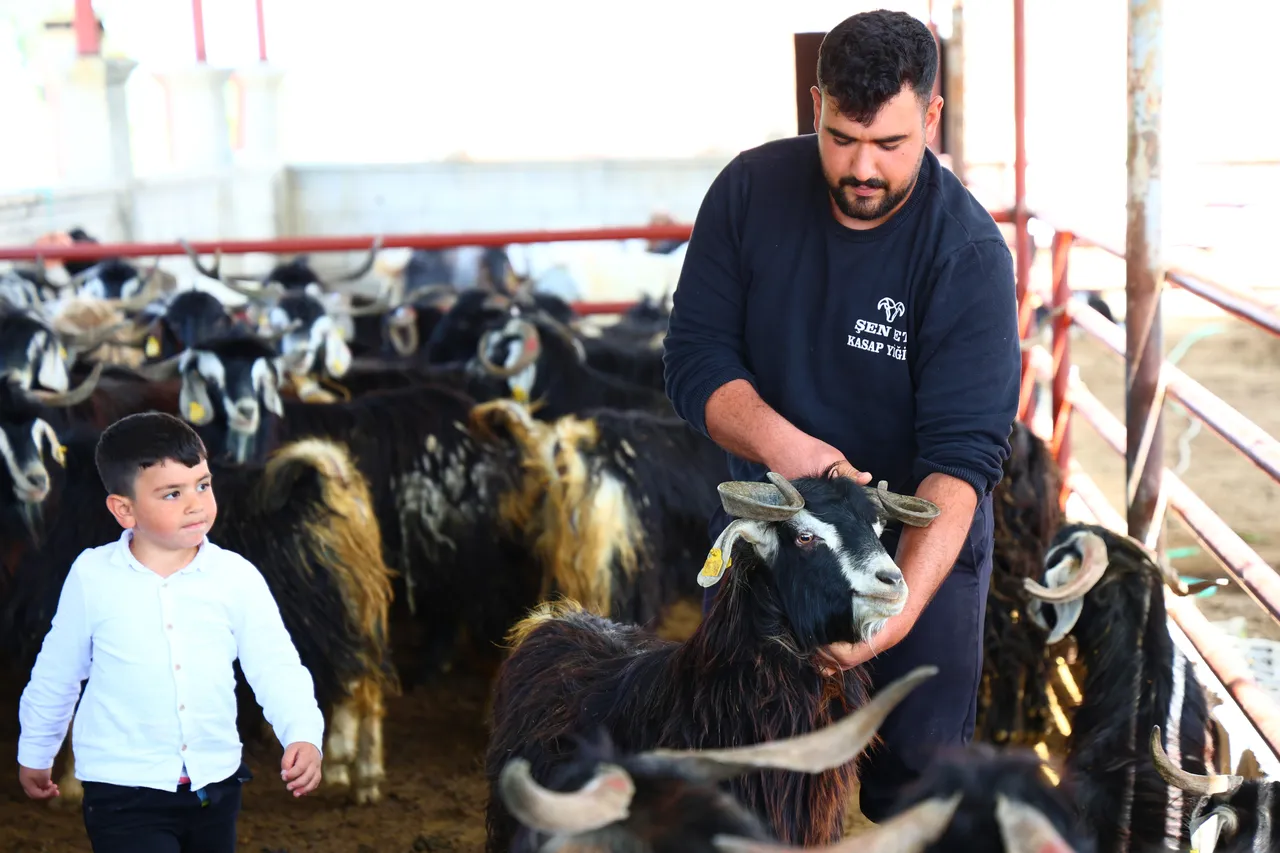 Kurbanlık seçiminde bunlara dikkat! İkisine de bakın