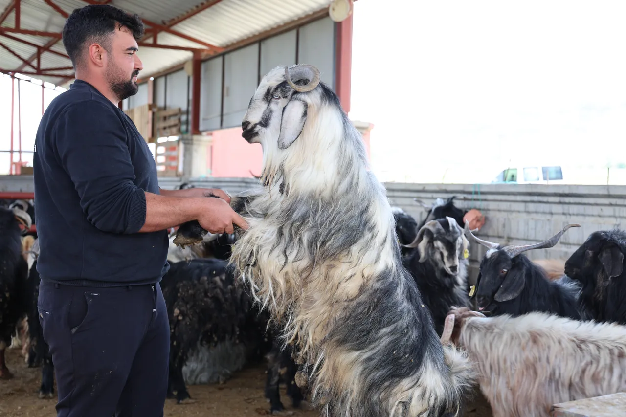 Kurbanlık seçiminde bunlara dikkat! İkisine de bakın