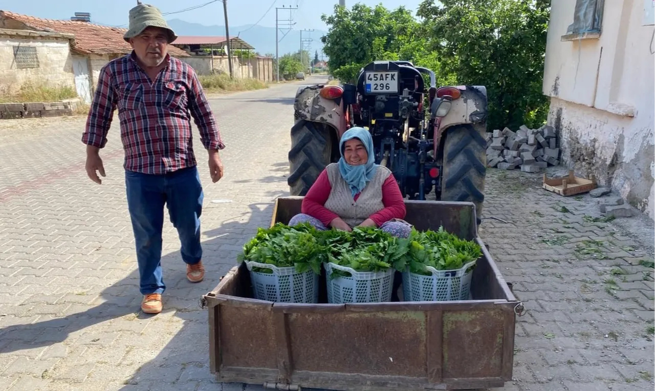 Meyvesinden önce yaprağı kazandırdı! Tarlada kilosu 80 TL