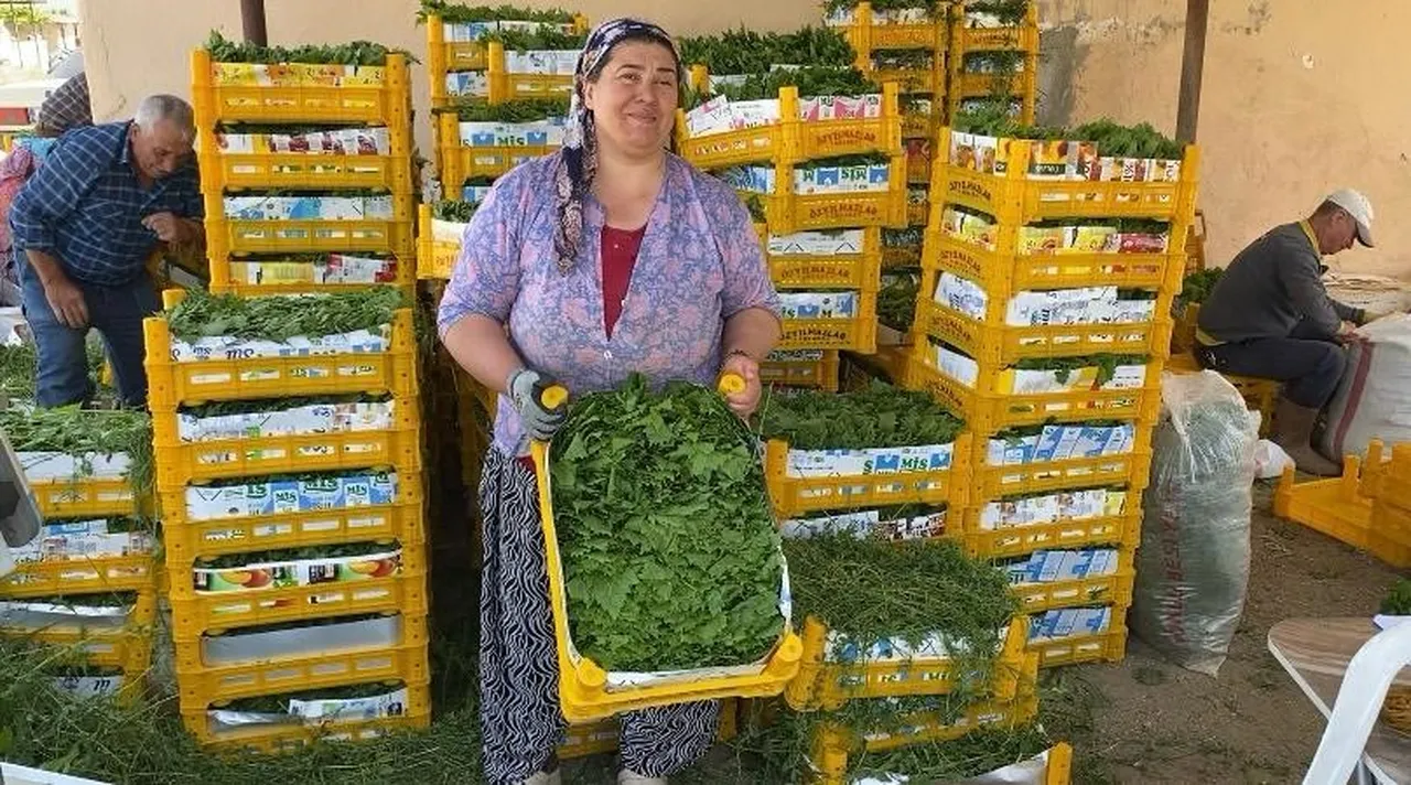 Meyvesinden önce yaprağı kazandırdı! Tarlada kilosu 80 TL
