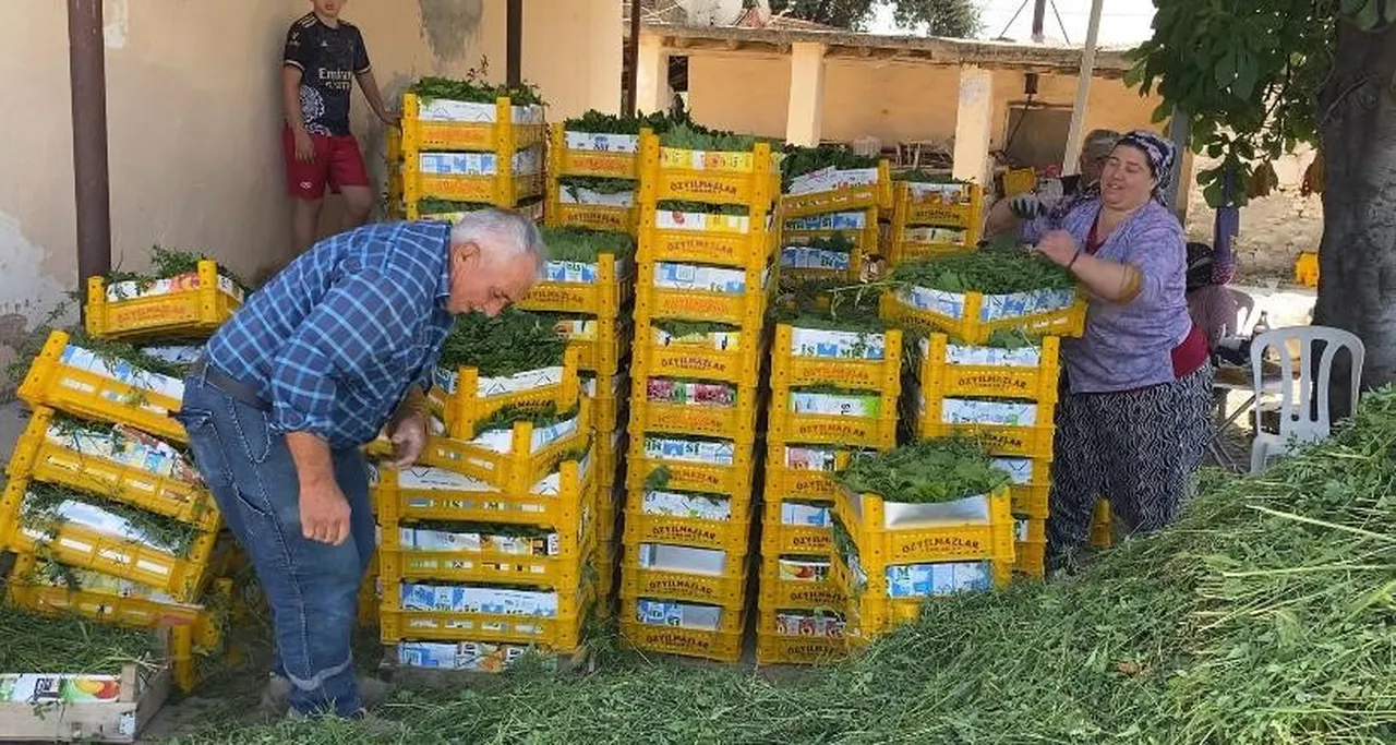 Meyvesinden önce yaprağı kazandırdı! Tarlada kilosu 80 TL