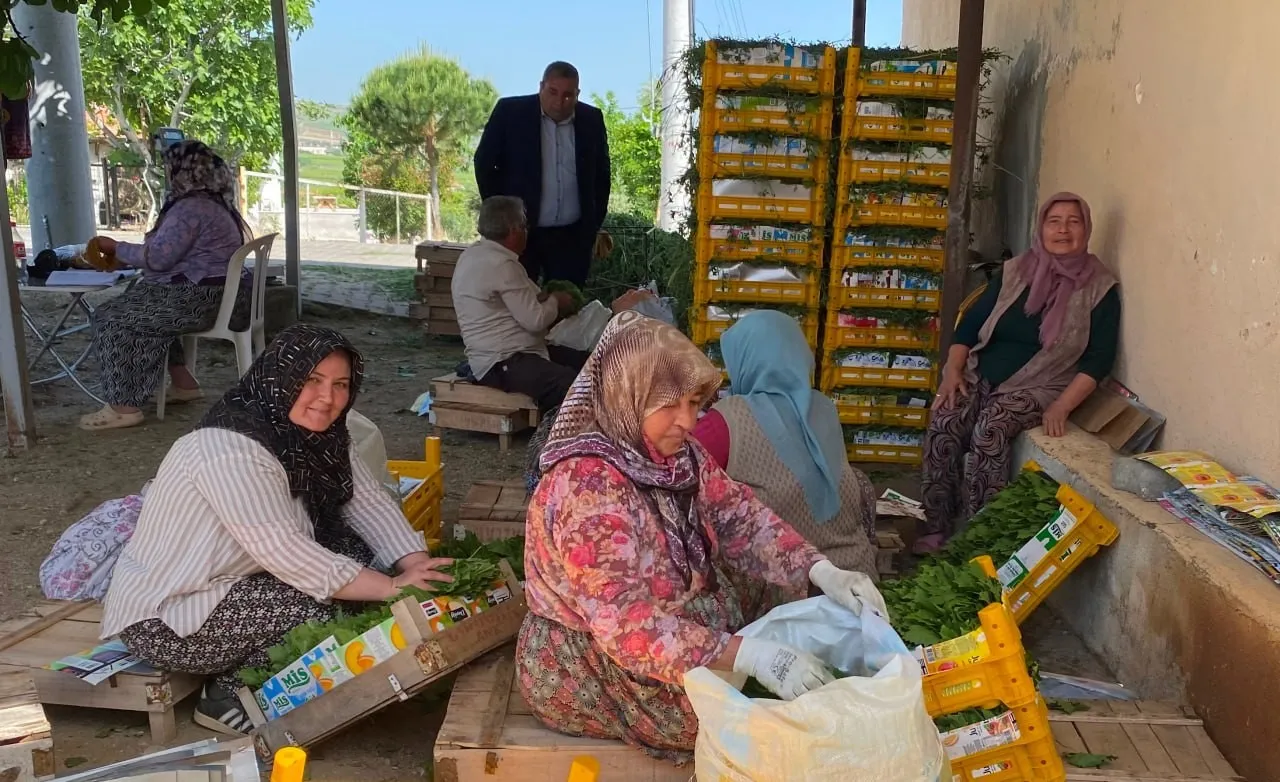 Meyvesinden önce yaprağı kazandırdı! Tarlada kilosu 80 TL