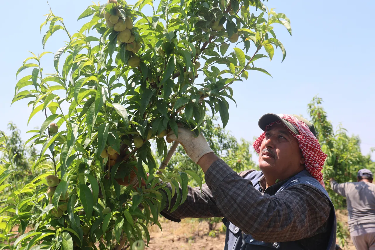 Sıcaklık 30 dereceyi aşıyor! 1.100 lira yevmiye için sabah 6da bahçeye koşuyorlar