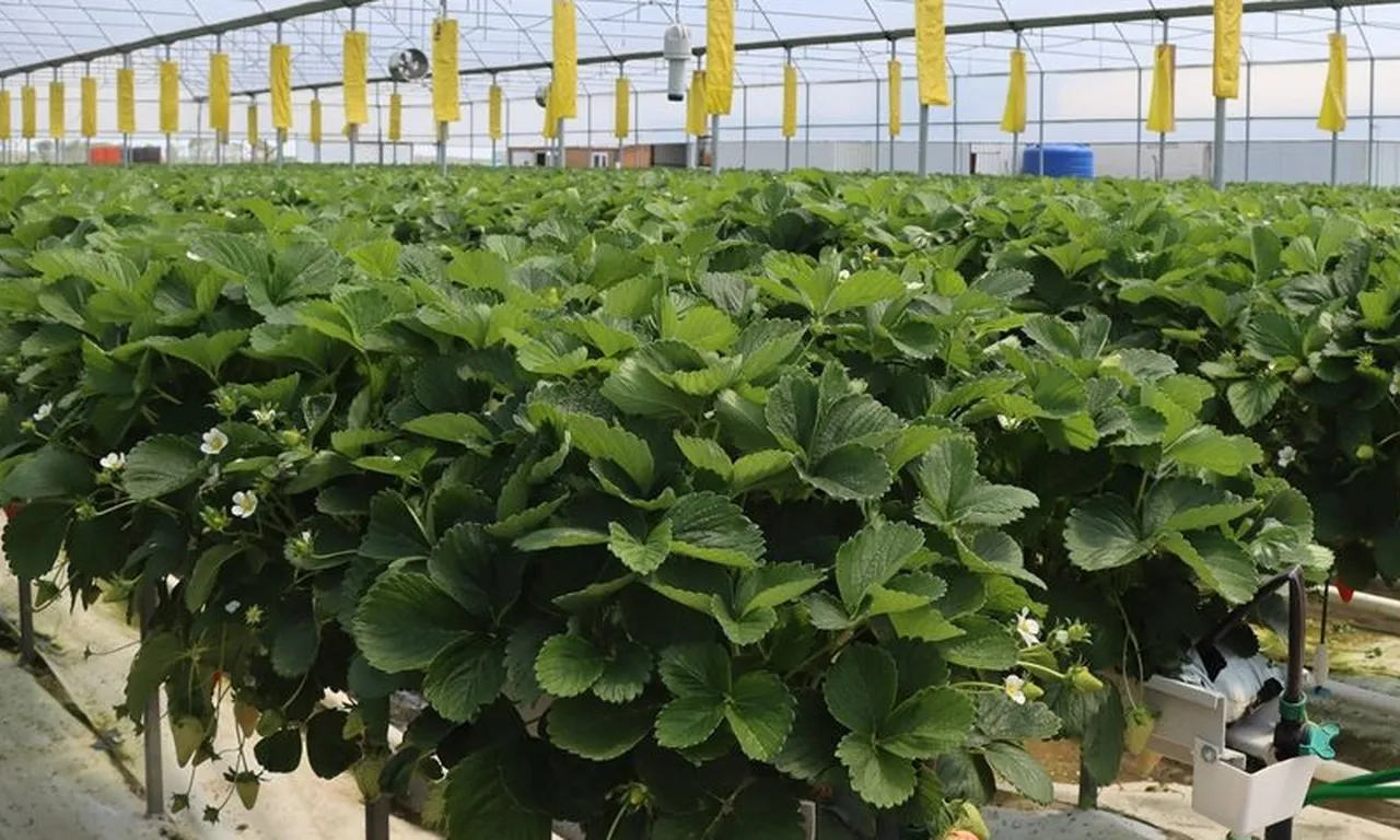Denemeyle başladı, talep patlayınca sera kurdu: Günde 500 kilo üretiyor