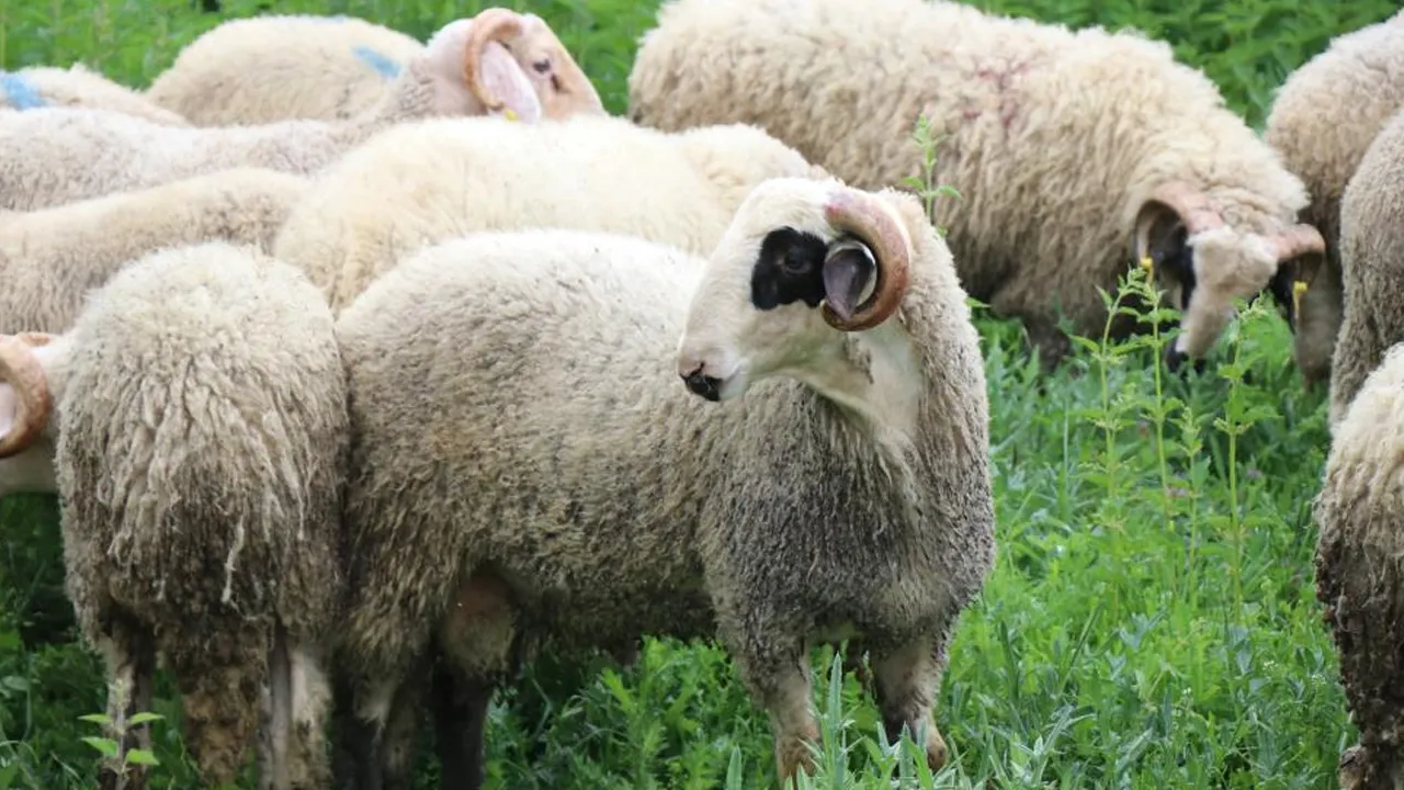 Kurban Bayramı öncesi büyükbaş cep yakıyor! Küçükbaşa ilgi artıyor