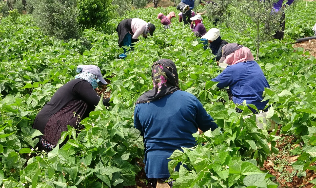 'Sarıkız'ın bahçede kilosu 100 lira! Hasattan da verimden de memnunlar