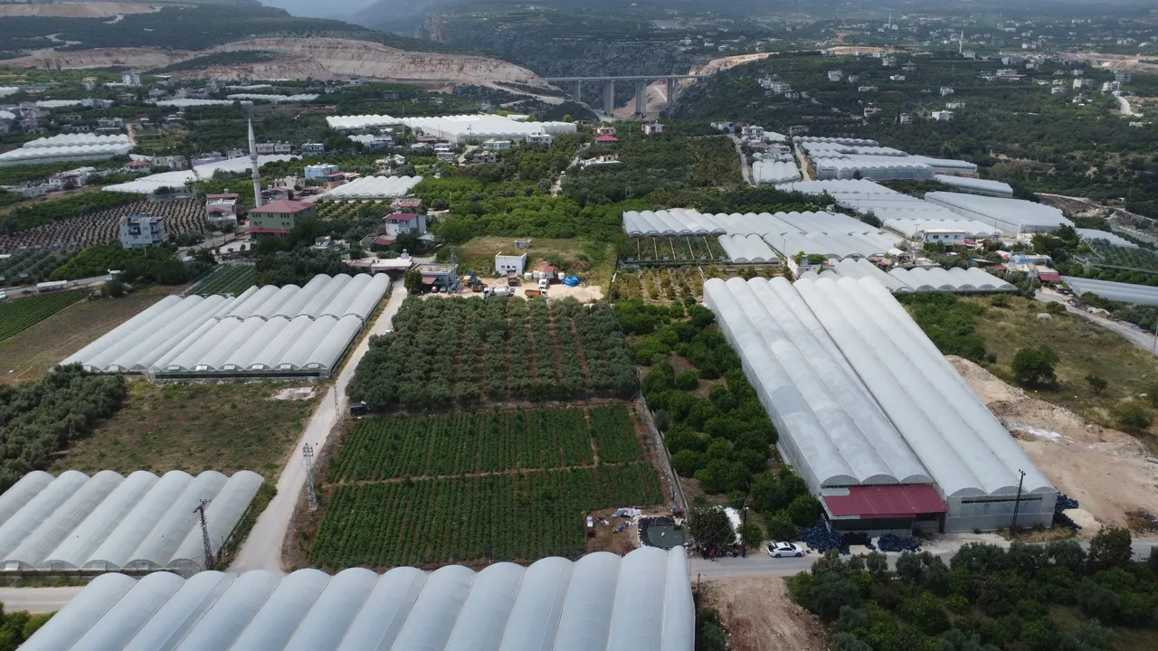 Sarıkızın bahçede kilosu 100 lira! Hasattan da verimden de memnunlar