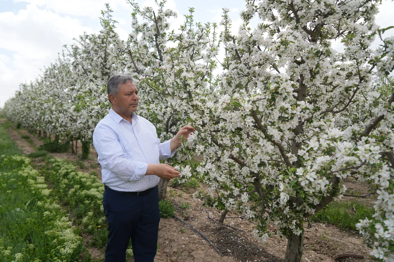 Tarlada 30 markette 270 lira! Tüccarın ‘elma’ oyunu ifşa oldu: Ucuza satmamak için depolamışlar