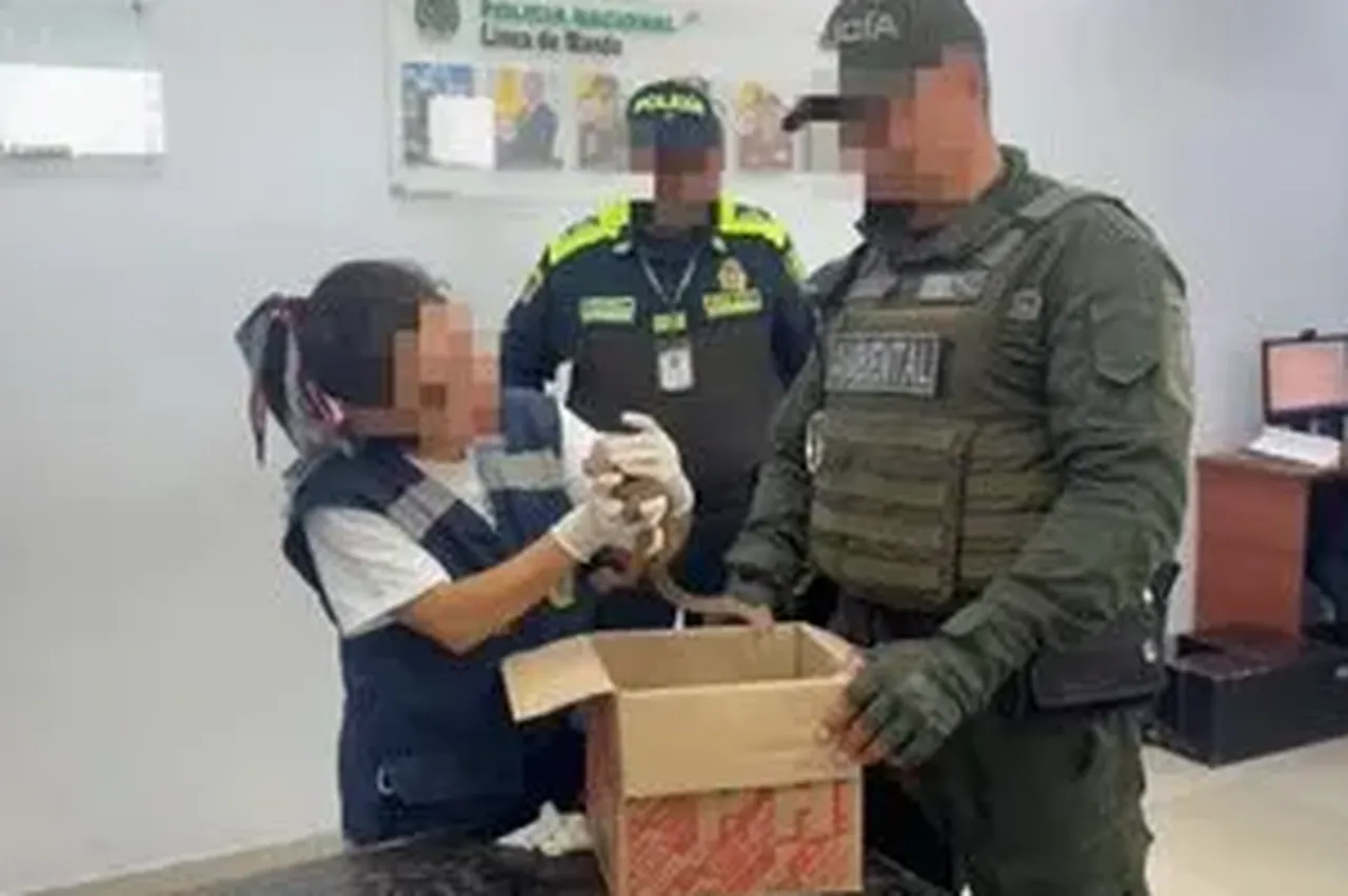 Yurt dışına kaçıracaklardı, polis kontrolünde ortaya çıktı! 3 yavruyu iç çamaşırlarına saklamışlar