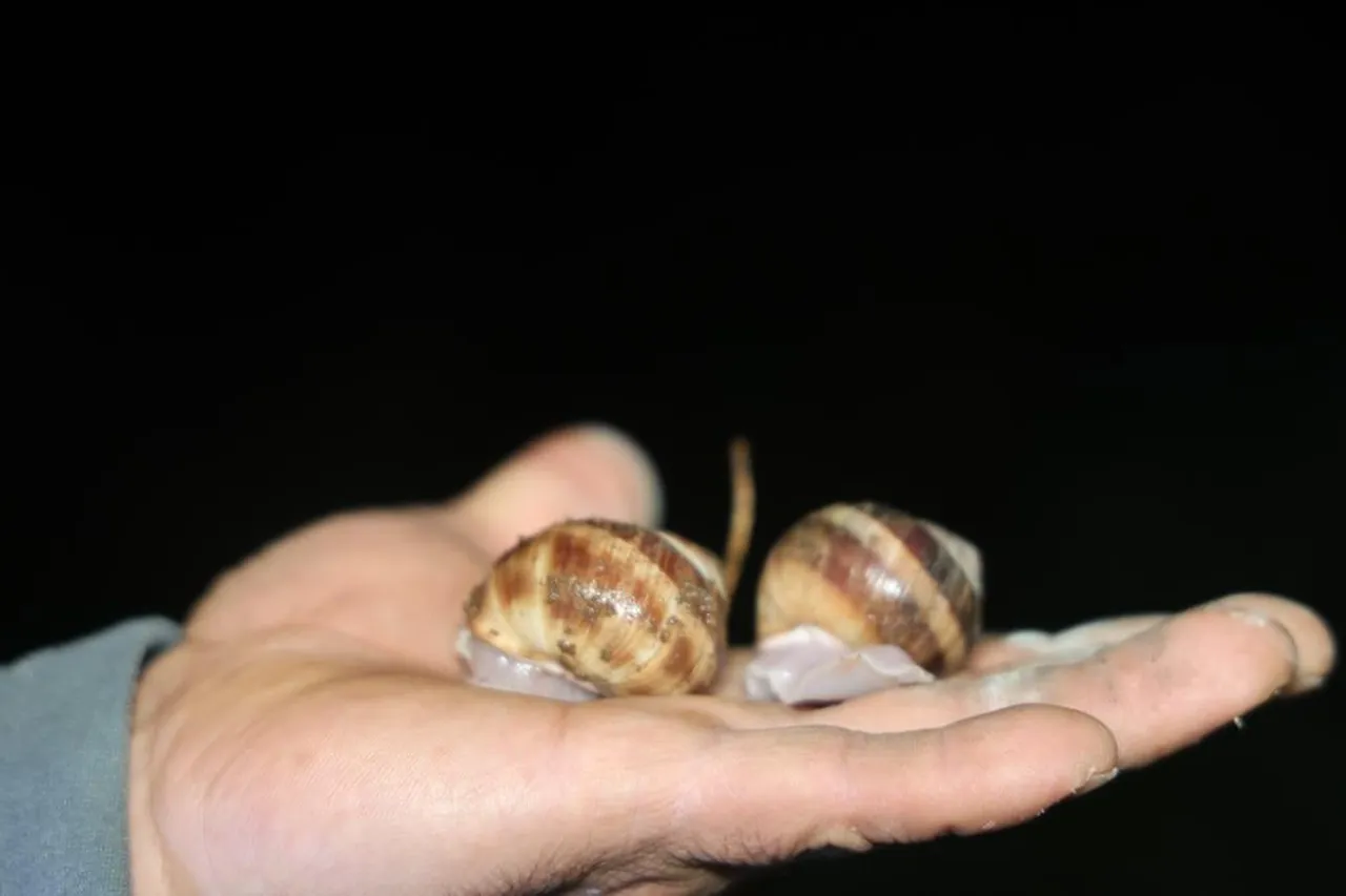 20 tanesi 1 kilogram geliyor! Özel izinle toplanıyor: Biz tüketmiyoruz