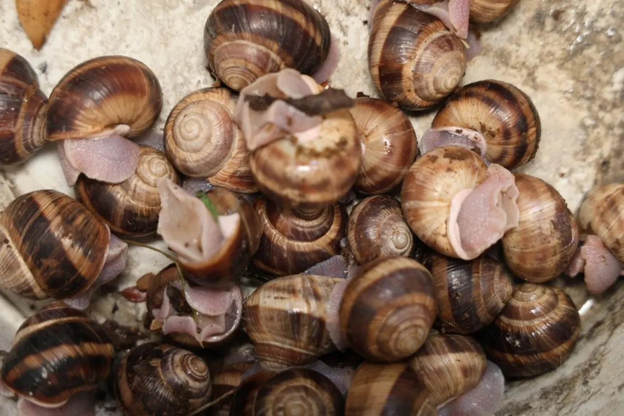 20 tanesi 1 kilogram geliyor! Özel izinle toplanıyor: Biz tüketmiyoruz