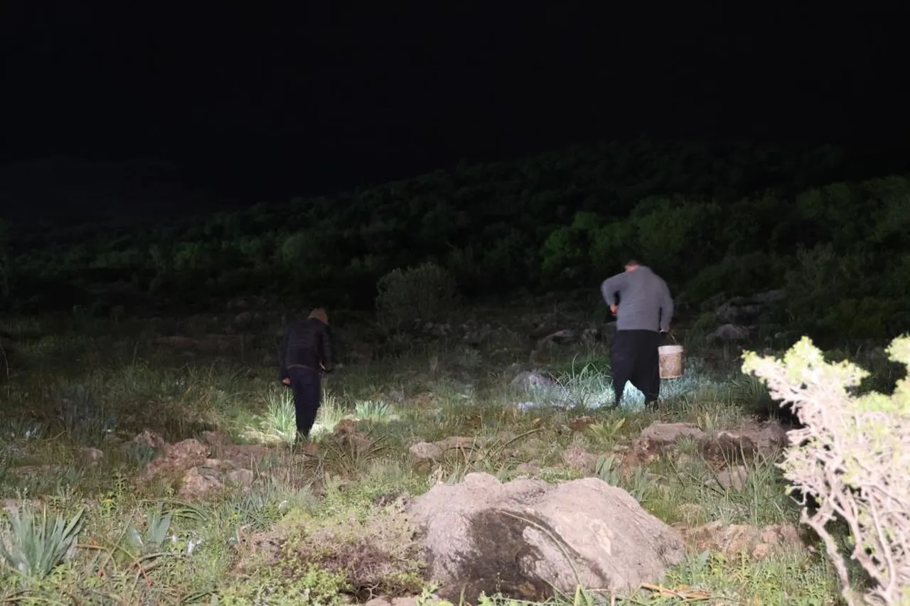 20 tanesi 1 kilogram geliyor! Özel izinle toplanıyor: Biz tüketmiyoruz