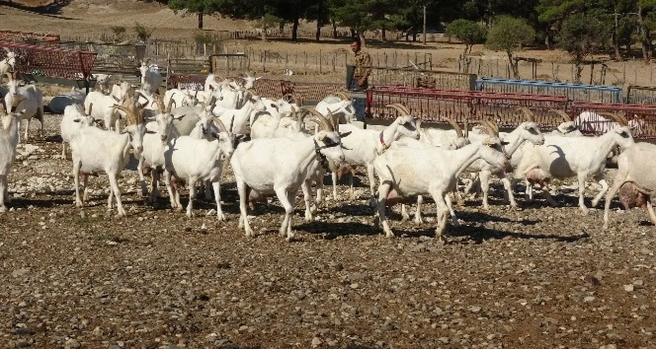 Hayvancılıkta çığır açan gelişme! İlk toplu klonlama projesi gerçekleşti: Verimi duyan inanamıyor