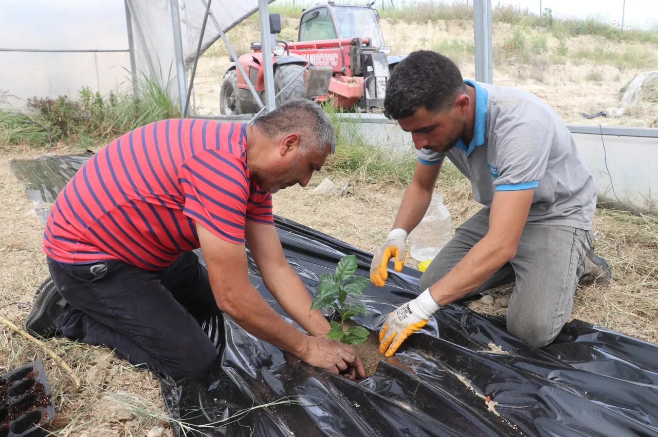 Her yıl 900 milyon dolarlık ithalat yapılıyor! Adana'da deneme ekimleri başladı