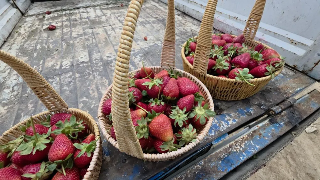 Lezzeti damak çatlatıyor! Hasat başladı, bu yıl da fiyatı değişmedi: Kilosu 110 TL