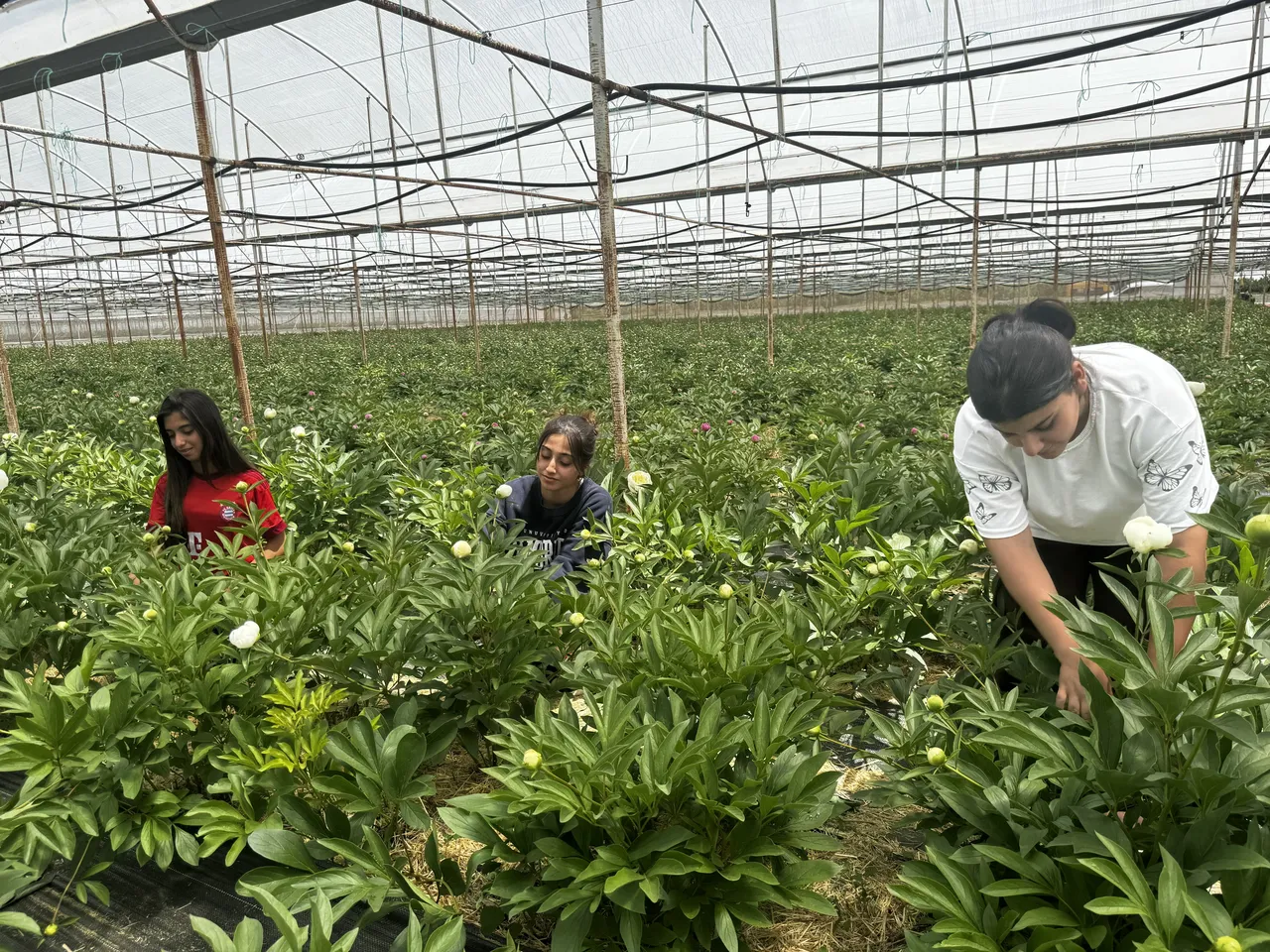 ‘Altın çağını’ yaşayan çiçek! Tanesi 150 TL, 81 ile gönderiliyor... Antalyalıların gelir kapısı oldu