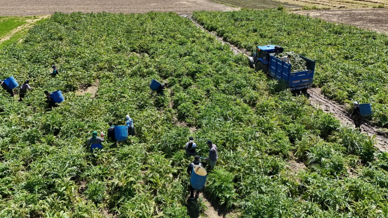 Asgari ücretin 4 katını kazandırıyor! ‘Yeşil elmas’ın hasadı başladı, çalışmak için İstanbul’dan gelen var