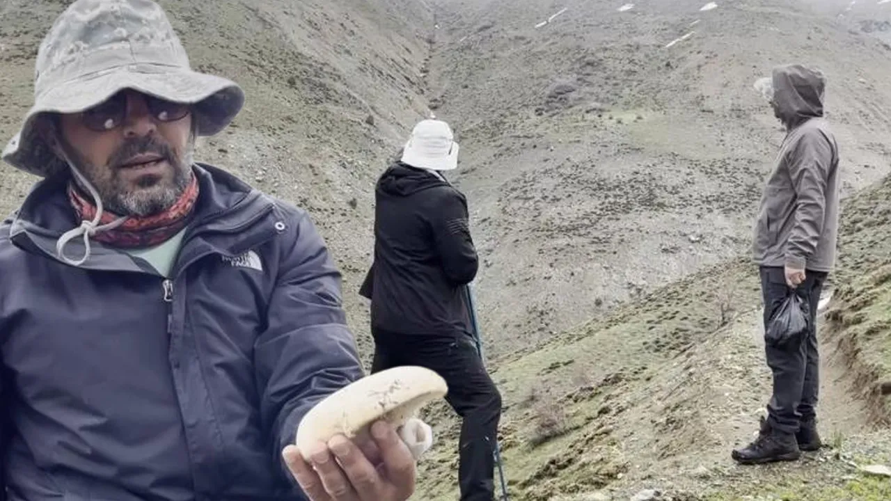 Bulmak için gün ağarmadan yola çıkıyorlar, toplayan zengin oluyor… Kilosu 2 bin TL