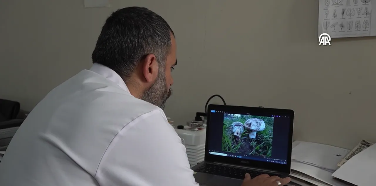 Hakkari’de ölümcül tehlike! Kırsalda yetişiyor, 2 bin türden 36’sı zehirli çıktı