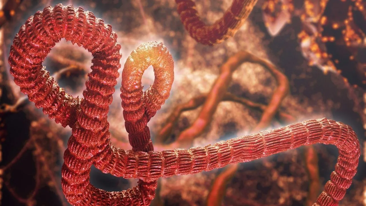 İki ülkeyi sardı, onlarca ölü var: DSÖ'den korkutan Ebola kararı