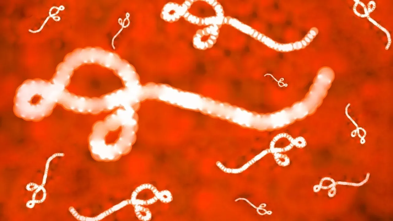 İki ülkeyi sardı, onlarca ölü var: DSÖ'den korkutan Ebola kararı