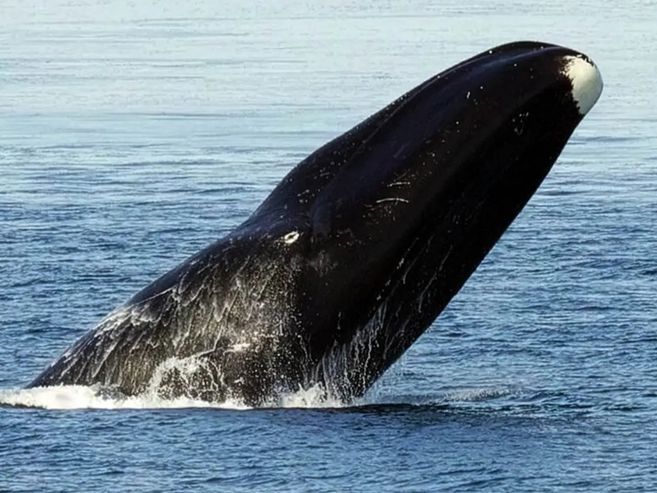 İnsan ömrünü kansersiz 200 yıla çıkaracak formül bulundu! Nature dergisi molekül için o bölgeyi adres gösterdi