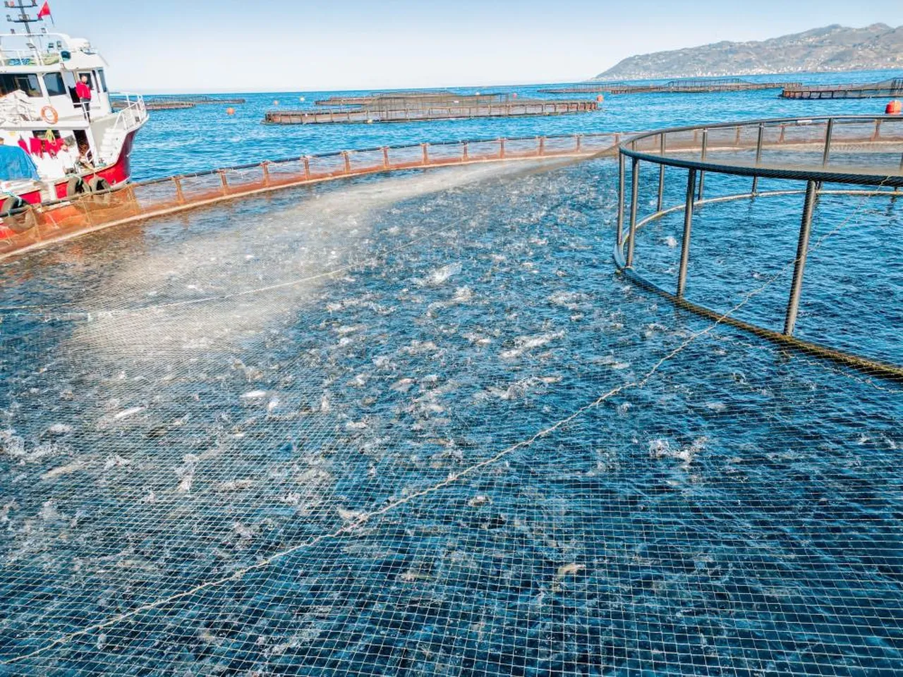 Karadeniz'in 'beyaz altın'ı! 19 ülke kuyruğa girdi, sipariş yağıyor