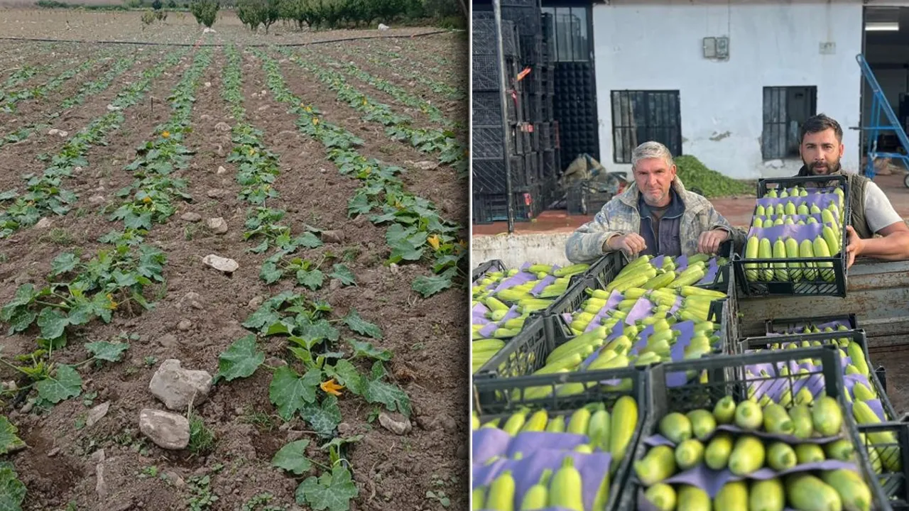 Hasat başladı, tarlada kilosu 30 TL! Verim ve kalite çiftçinin yüzünü güldürüyor
