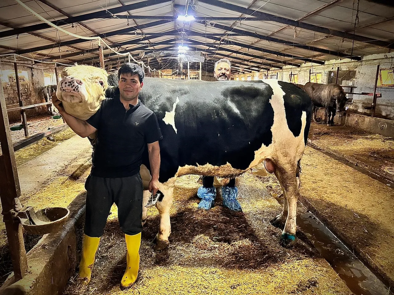 Heybetini görenler gözlerine inanamıyor! 1.2 tonluk kurbanlık araba fiyatına satıldı