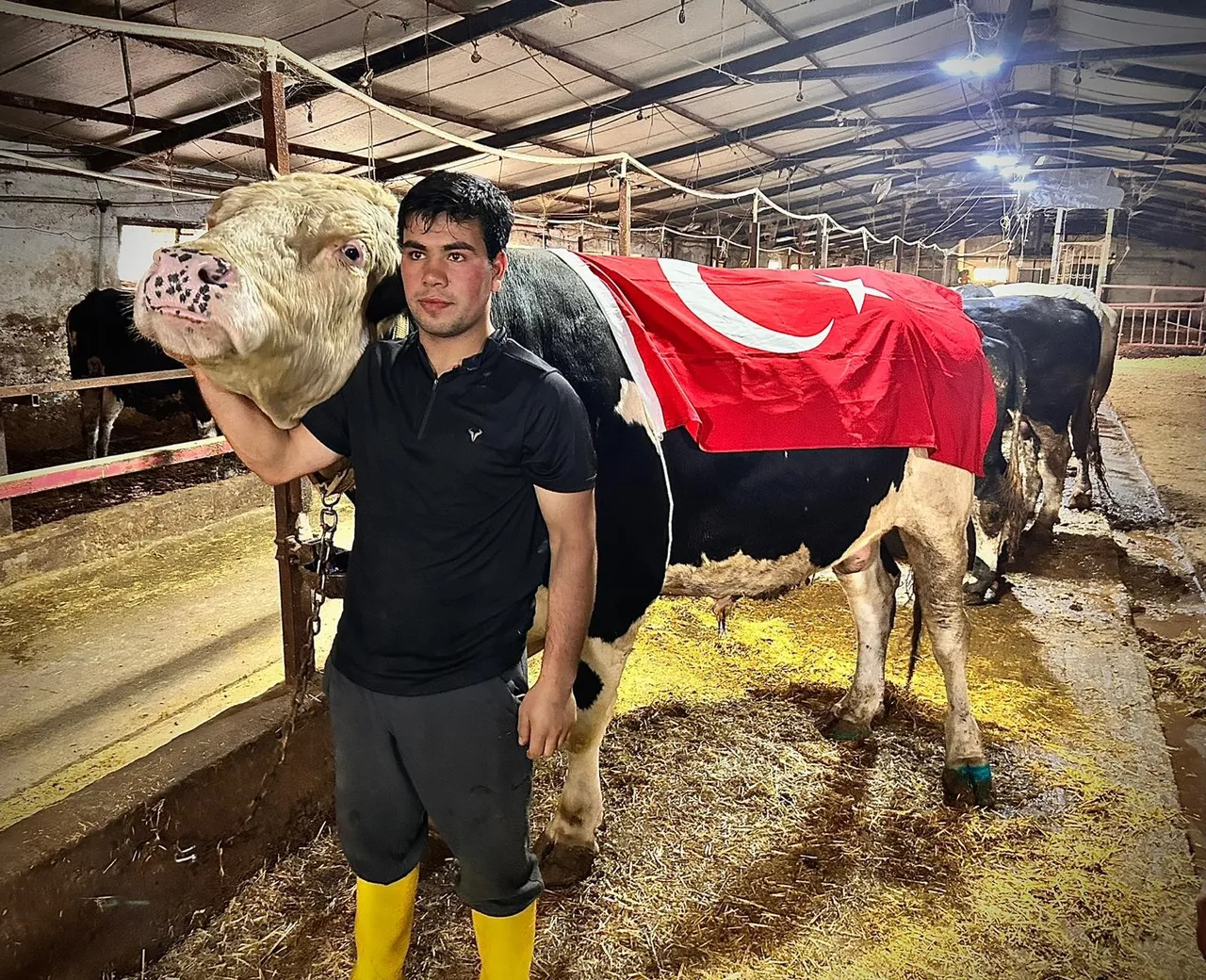 Heybetini görenler gözlerine inanamıyor! 1.2 tonluk kurbanlık araba fiyatına satıldı