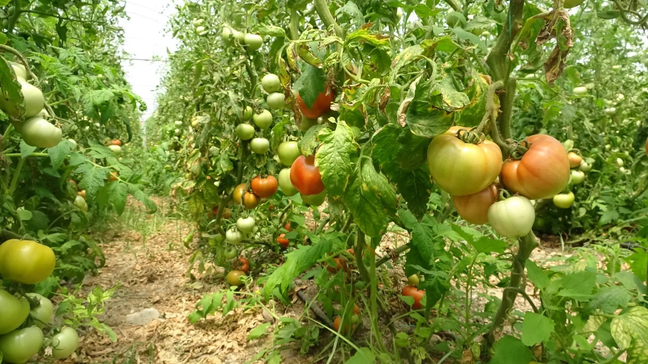 Serada kilosu 60 TL! Verim düştü, ancak üretici fiyat nedeniyle mutlu