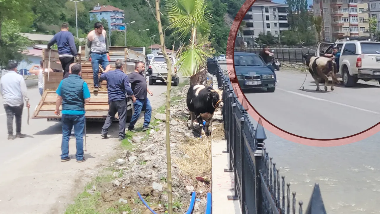 Sezonun ilk kaçan danası! İlçeyi birbirine kattı