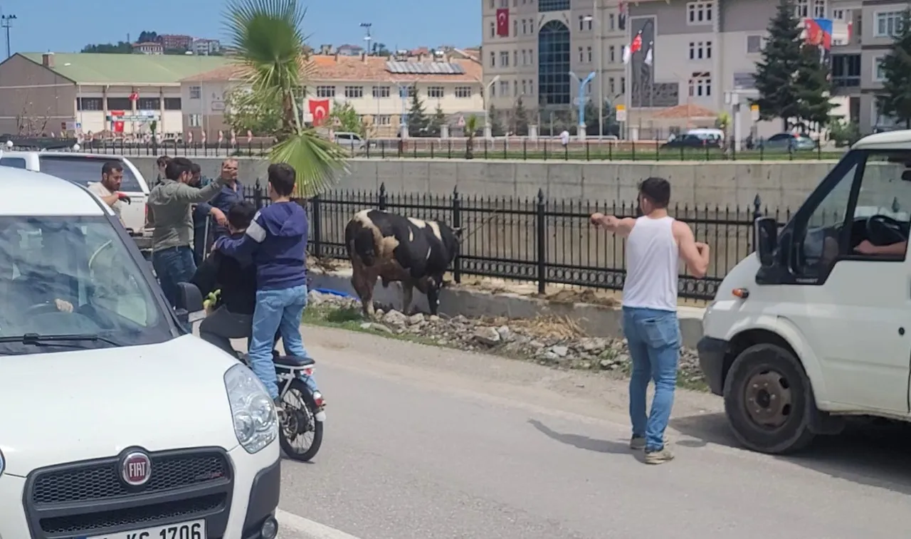 Sezonun ilk kaçan danası! İlçeyi birbirine kattı