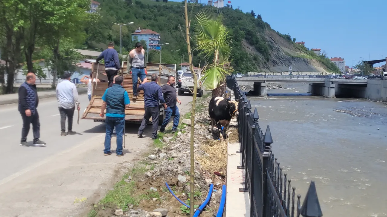 Sezonun ilk kaçan danası! İlçeyi birbirine kattı