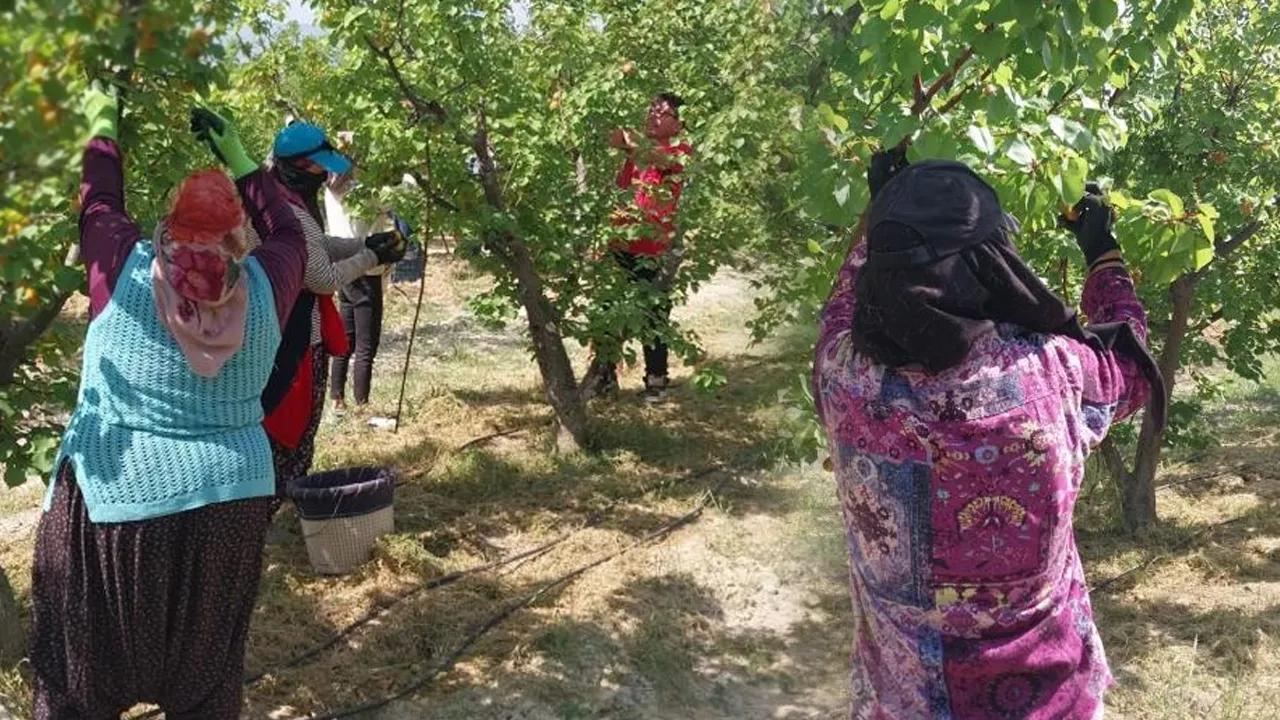 Hasat başladı, verim çiftçinin yüzünü güldürüyor! Tarlada kilosu 250 lira