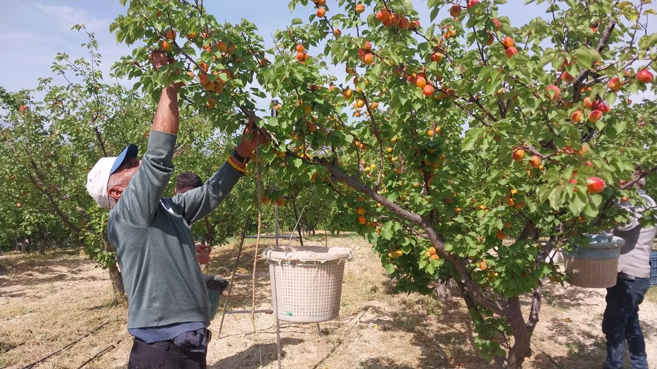 Hasat başladı, verim çiftçinin yüzünü güldürüyor! Tarlada kilosu 250 lira