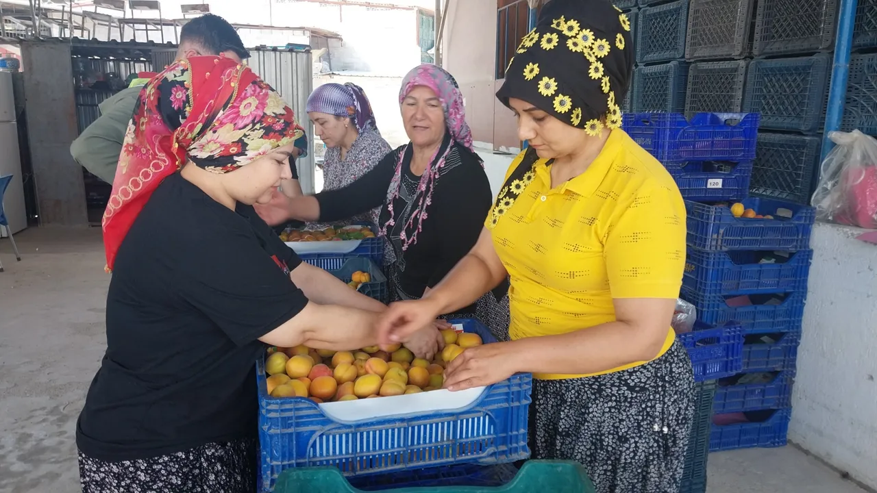 Hasat başladı, verim çiftçinin yüzünü güldürüyor! Tarlada kilosu 250 lira