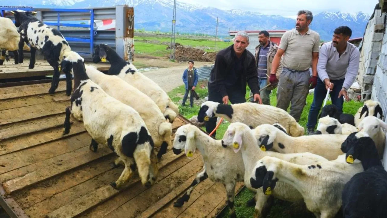 Erzincan tulumu için zorlu yolculuk başladı! Aylar sürecek