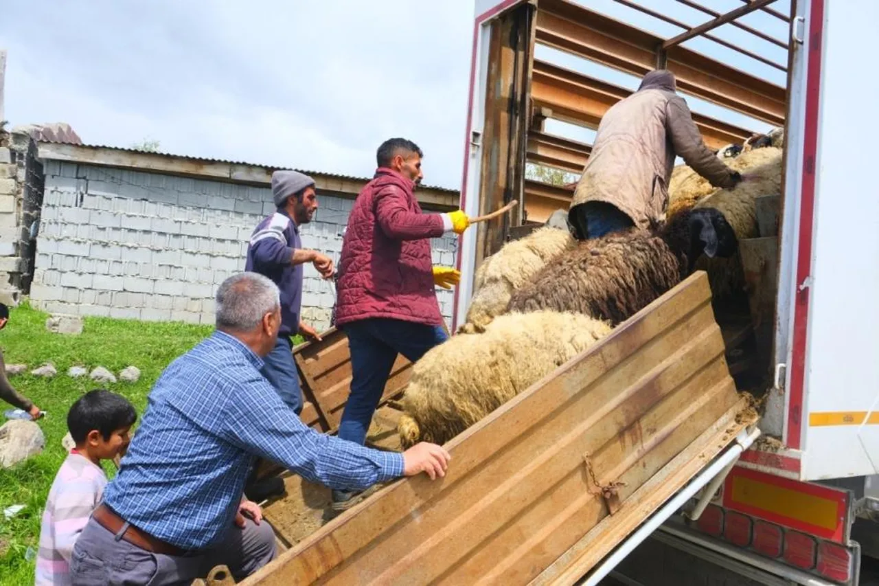Erzincan tulumu için zorlu yolculuk başladı! Aylar sürecek