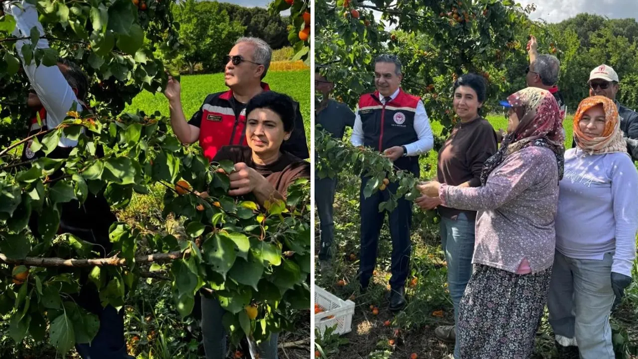 Hasat başladı! Ağaç başına 50 kilogram verim alınıyor