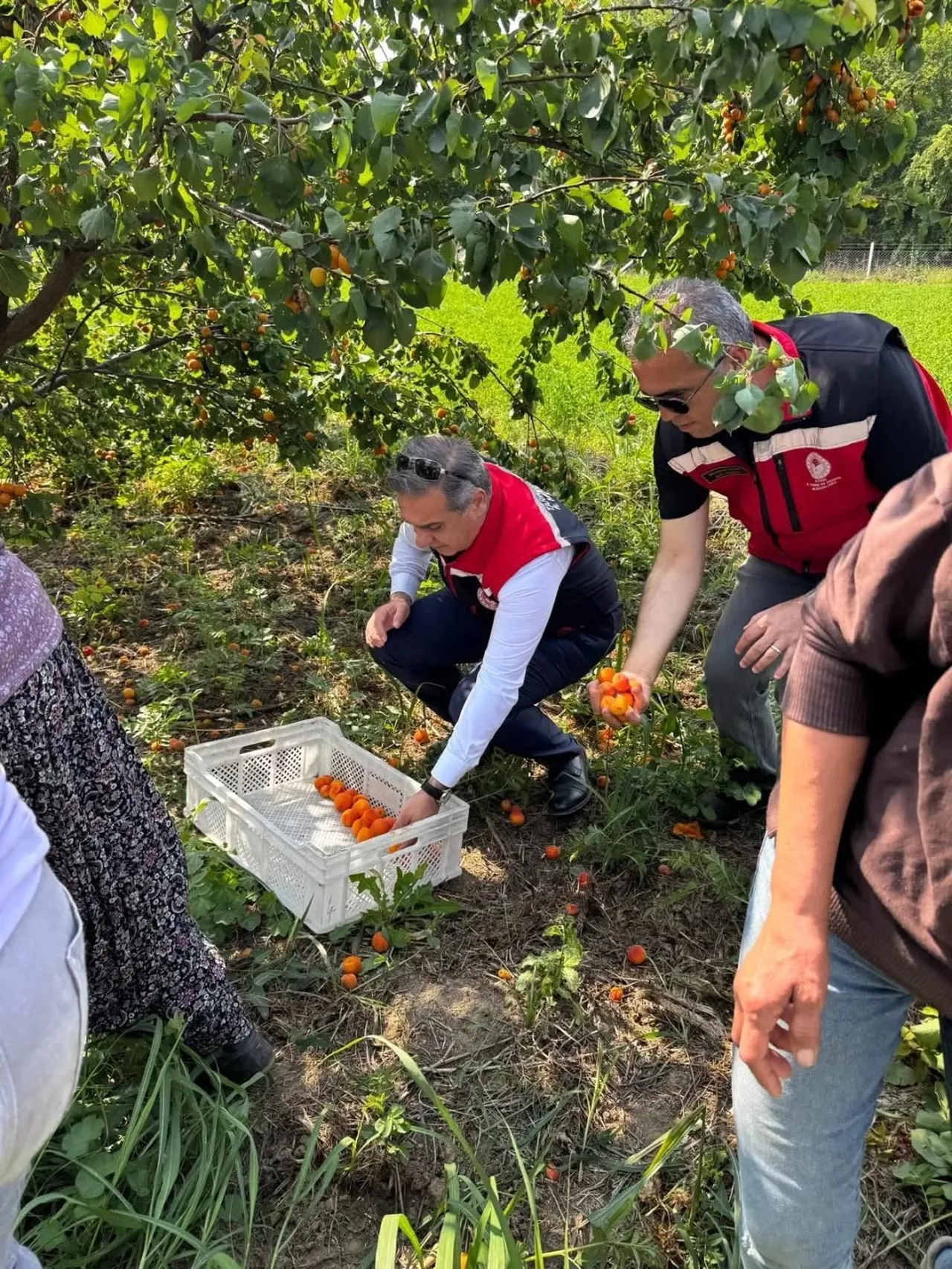 Hasat başladı! Ağaç başına 50 kilogram verim alınıyor