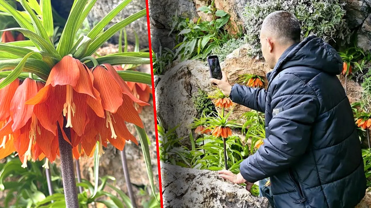 Sadece 15 gün ömrü var! Bu çiçeği kopartmak bir araba parası