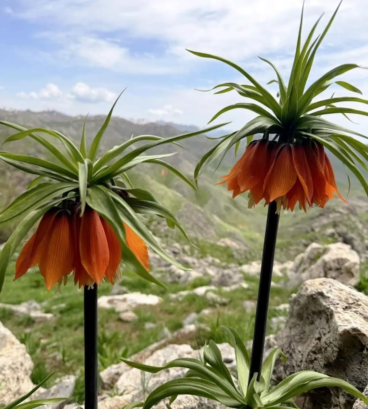Sadece 15 gün ömrü var! Bu çiçeği kopartmak bir araba parası
