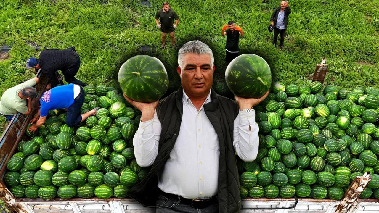 Adana karpuzunda hasat başladı! Tarla fiyatı üreticinin yüzünü güldürüyor