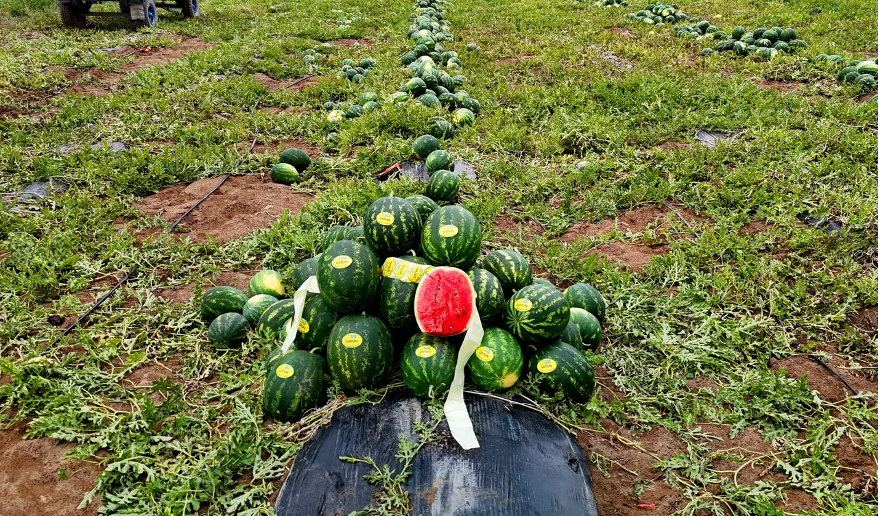 Adana karpuzunda hasat başladı! Tarla fiyatı üreticinin yüzünü güldürüyor