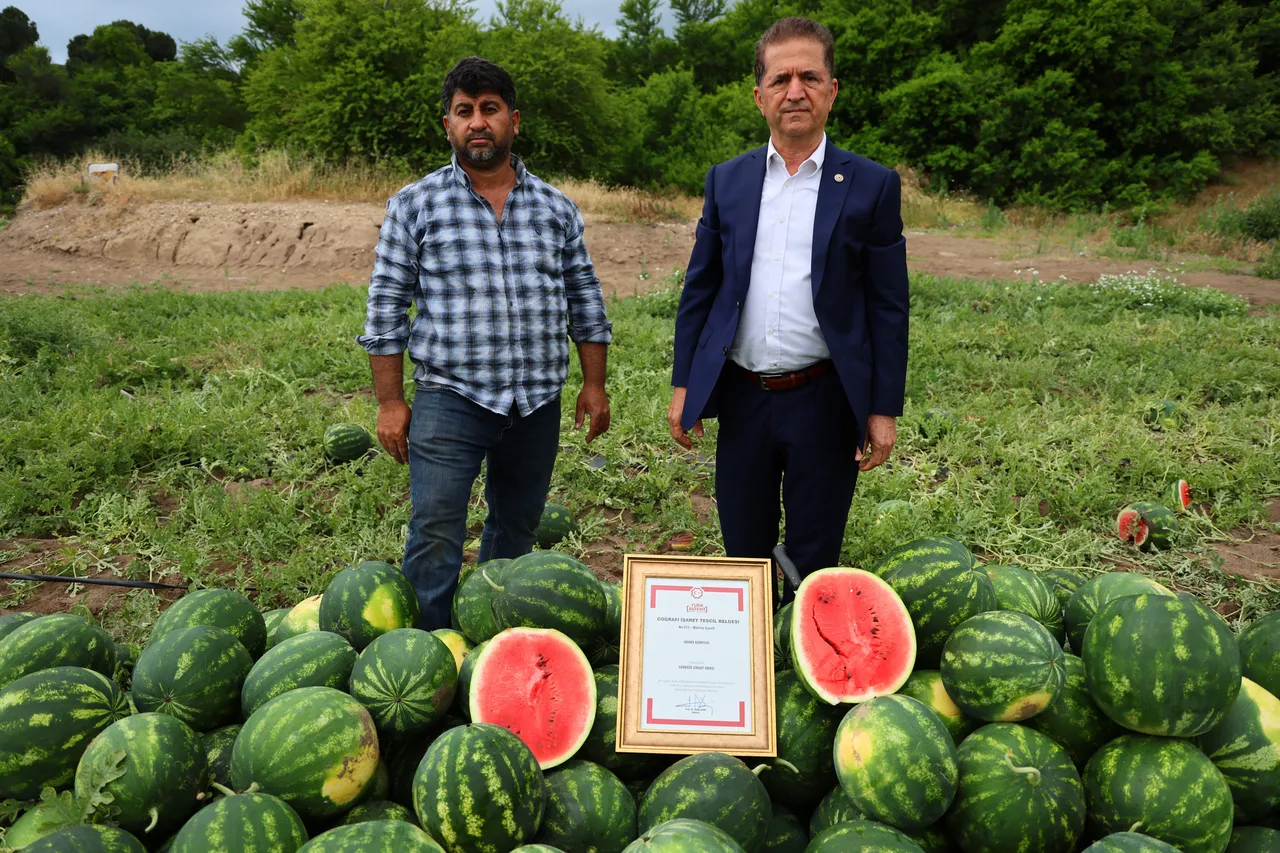 Adana karpuzunda hasat başladı! Tarla fiyatı üreticinin yüzünü güldürüyor
