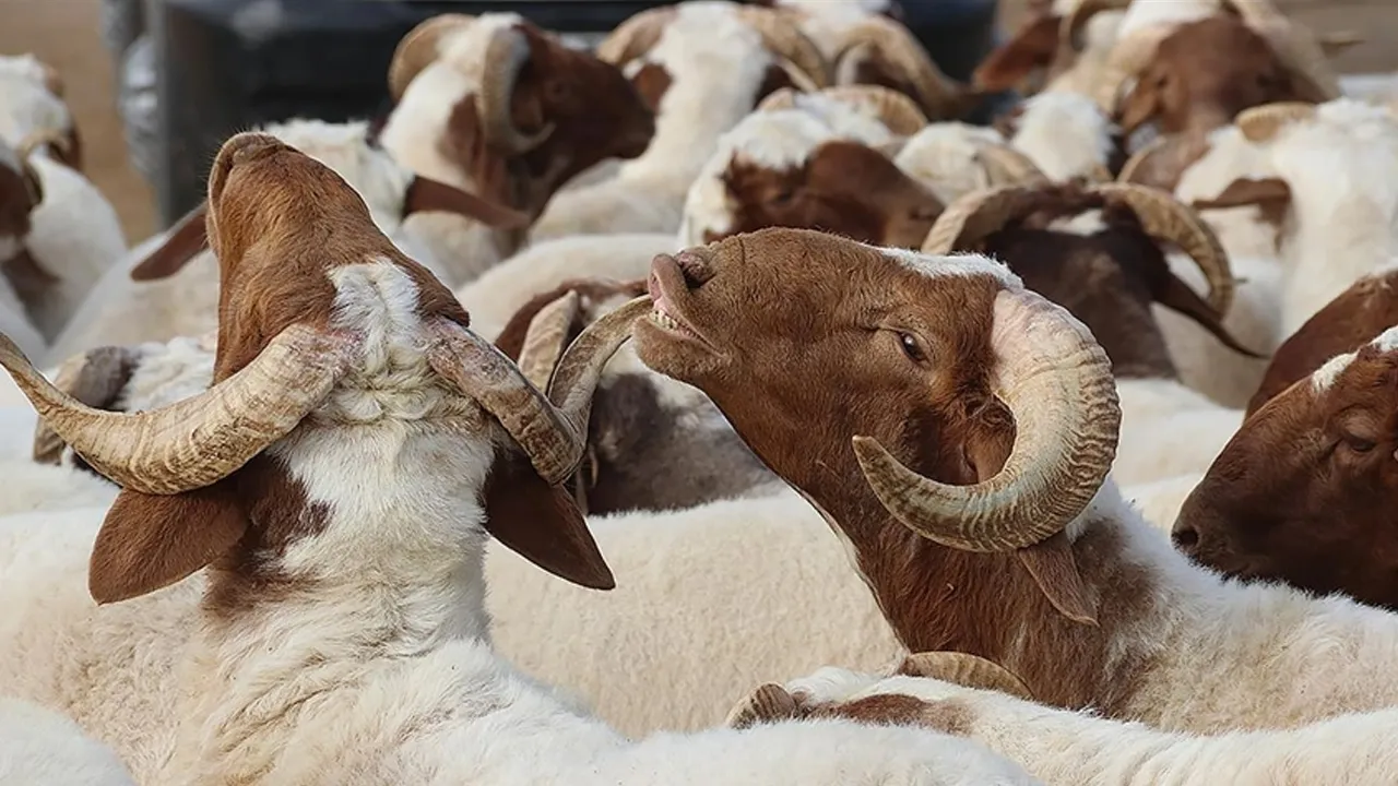 Bayramda 3 milyondan fazla kurbanlık kesilmesi bekleniyor