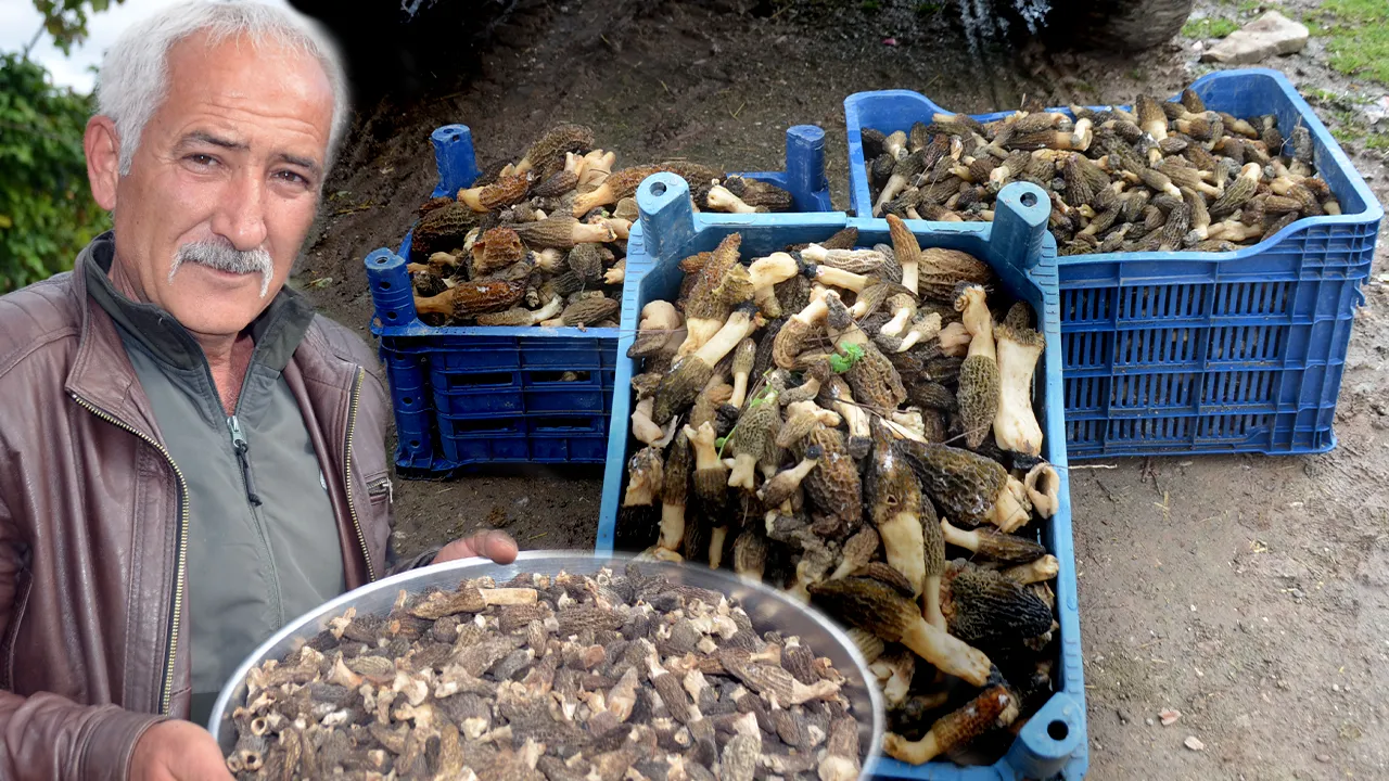 Küle dönen ormandan fışkırıyor! Tazesinin kilo bin, kurutulmuşu 7 bin 500 TL