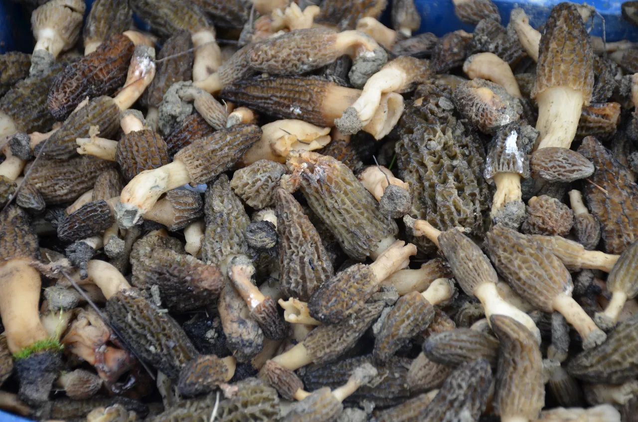 Küle dönen ormandan fışkırıyor! Tazesinin kilo bin, kurutulmuşu 7 bin 500 TL